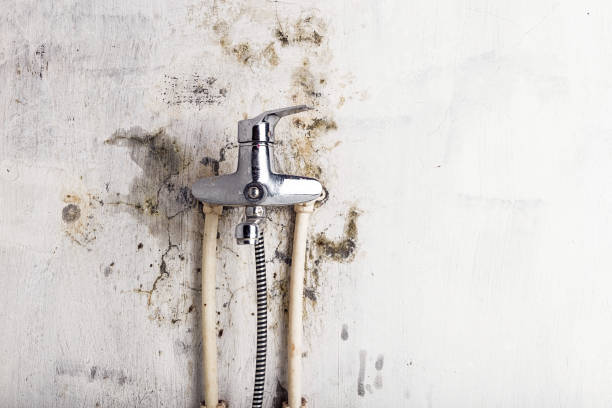 Best Mold Removal Company Near Me  in Wona Lake, IN