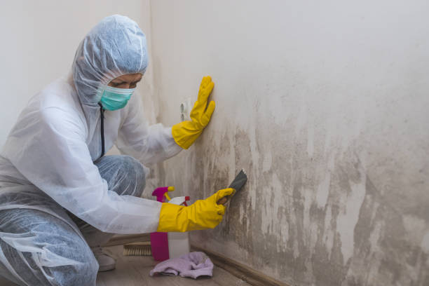 Attic Mold Removal in Winona Lake, IN