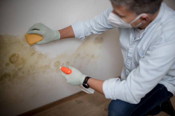 Best Attic Mold Removal  in Wona Lake, IN