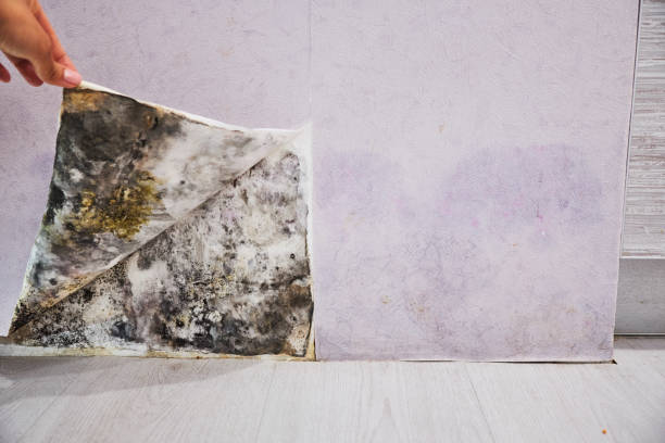 Best Mold Damage Repair  in Wona Lake, IN